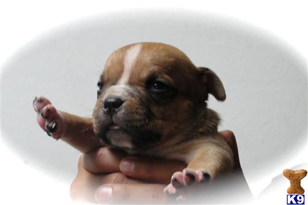 Puppies in Fresno